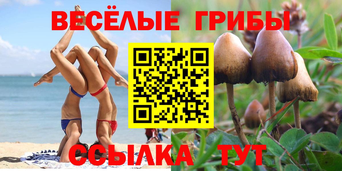 как найти   Вход с VPN  Ростов Великий  Псилоцибиновые грибы Psilocybe 